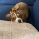 Image for article titled How Do I Explain Social Distancing to My Puppy?